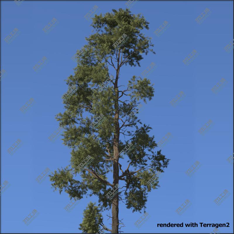 images/goods_img/2021040162/Forest trees - Pine bundle1/5.jpg